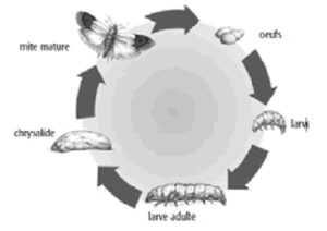 anti mites