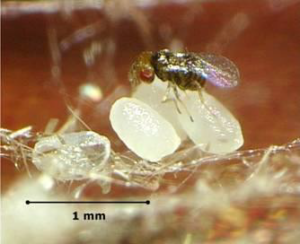 anti mites