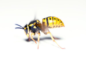 nid de guepes