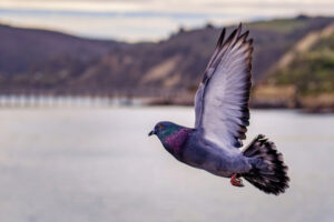 stop pigeon