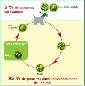 anti puce Lille