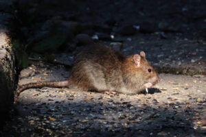 anti rat, Lille deratisation