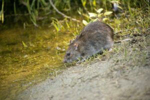 Anti Rats et souris avec Exit Parasites