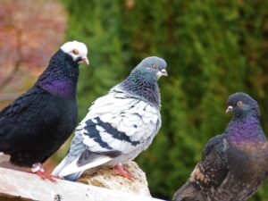 Trois pigeons sur un toit