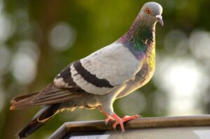 Pigeon sur une rambarde
