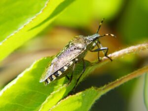 Un blatte de jardin sur une feuille