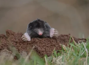Taupe de jardin sortant de la terre
