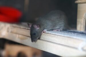 Rat sur une poutre regardant en bas