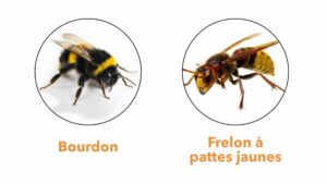 Photo d'un bourdon comparée à celle d'un frelon