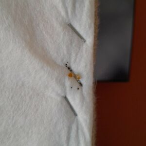 Deux punaises de lits adultes sur une agrafe de lit