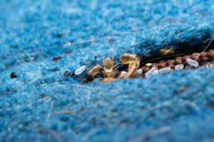 punaises de lit et leurs oeufs dans la fente d'un tapis