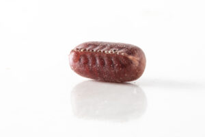 oothèque de cafard sur fond blanc