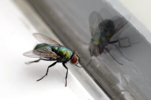 mouche verte devant une fenêtre