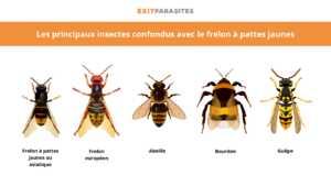 infographie des principaux insectes confondus avec les frelons à pattes jaunes