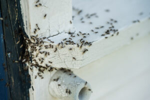 Regroupement de fourmis sur un bord de fenêtre