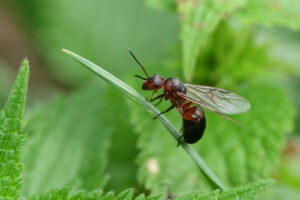 fourmi aîlée sur un brin d'herbe