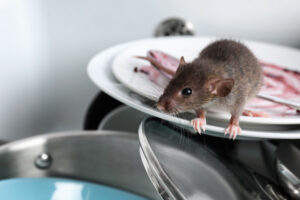 Rats dans sur de la vaisselle sale