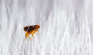 puce dans des poils blancs d'animal