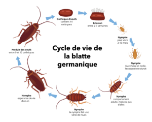 Infographie sur le cycle de vie de la blatte germanique