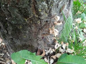 regroupement de chenilles processionnaires sur un tronc d'arbre