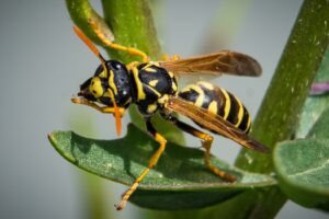 frelon asiatique posé sur une feuille