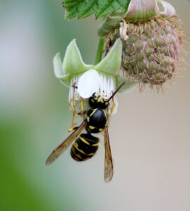 Frelon asiatique suspendu à une fleur