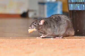rat avec un bout de pain dans la bouche