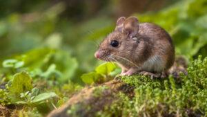 souris sur une branche