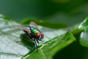mouche sur une feuille