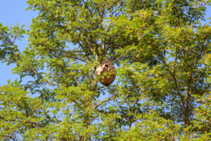 nid de frelon en haut d'un arbre