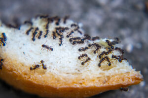 fourmis sur un bout de pain