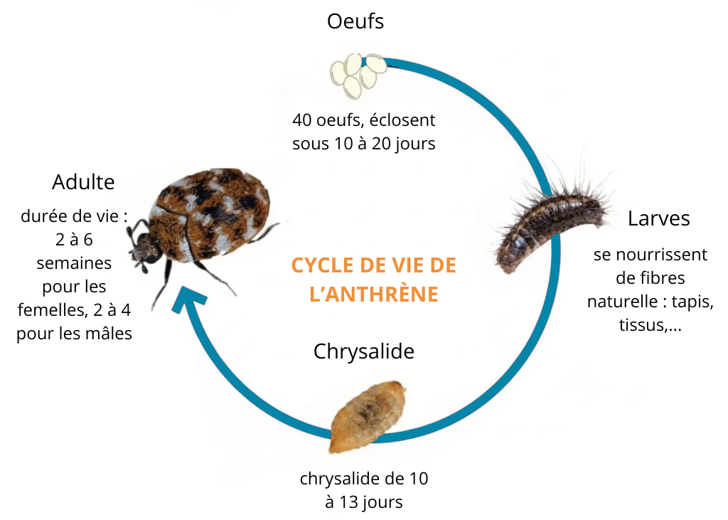 infographie cycle de vie de l'anthrène