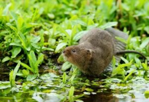 rat taupier au bord de l'eau